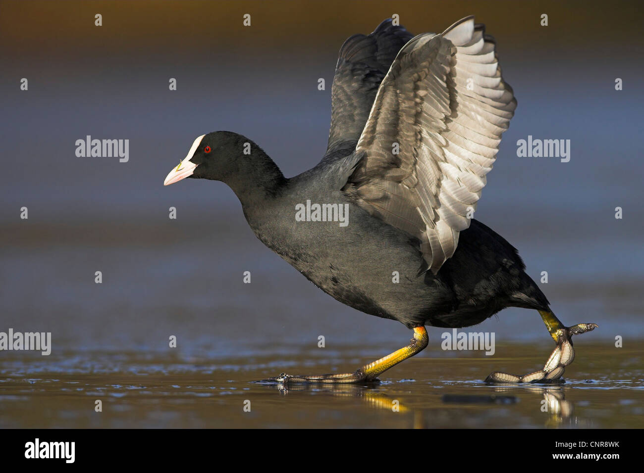 Black Foulque macroule (Fulica atra), les ailes battantes sur le lac recouvert de glace, USA, Floride, le Parc National des Everglades Banque D'Images