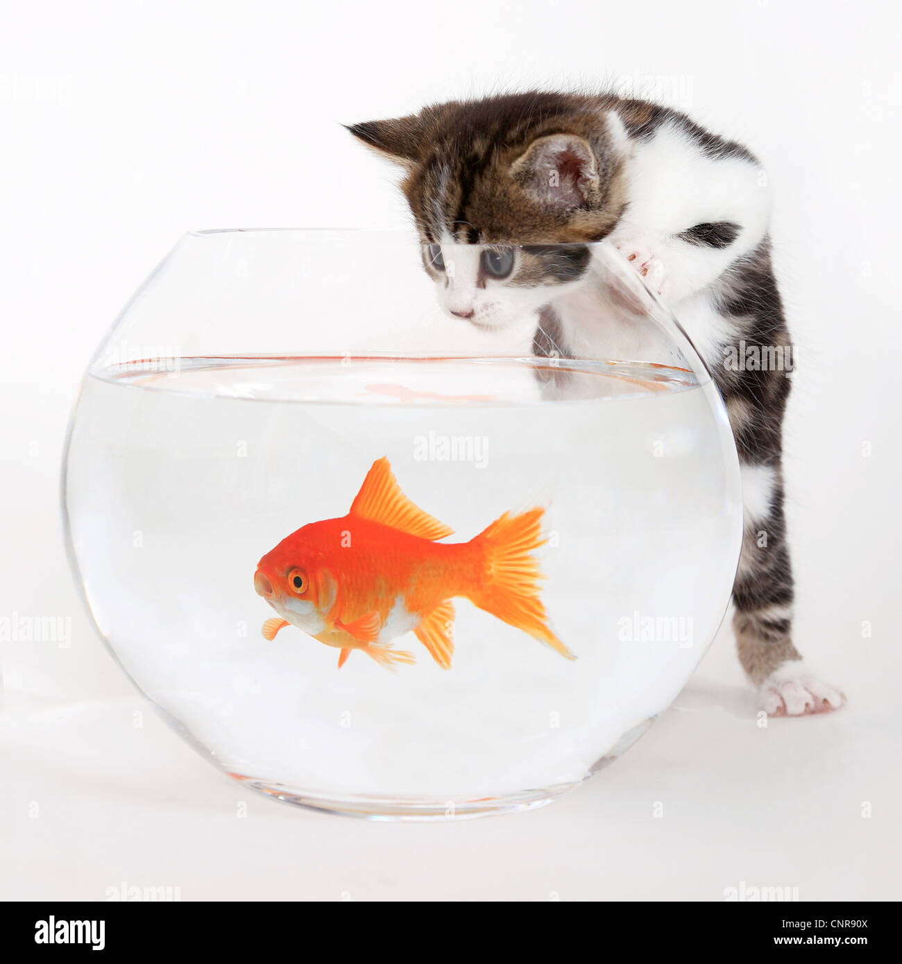 Chat domestique, le chat domestique (Felis silvestris catus) f., les poissons rouges dans un bocal à poissons et un chat est de le regarder Banque D'Images