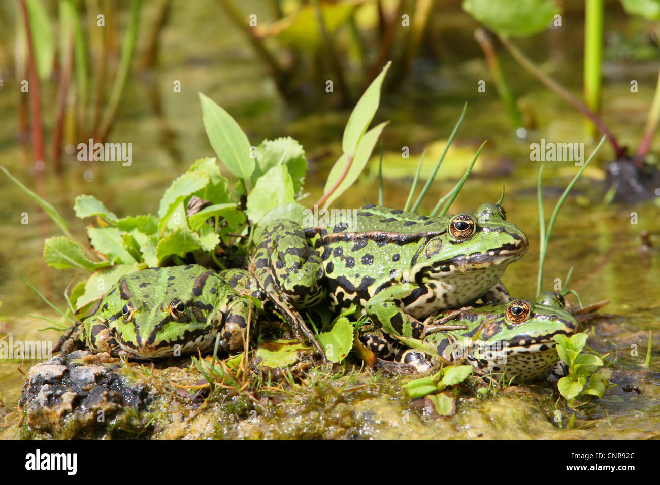 Grenouille comestible européen commun, edible frog (Rana kl. esculenta, Rana esculenta), les grenouilles de la rive de l'étang, l'Allemagne, en Rhénanie du Nord-Westphalie, Rhénanie-Palatinat Banque D'Images
