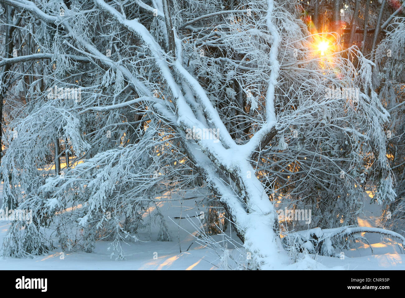 Paysage d'hiver avec morningsun, Allemagne, Rhénanie du Nord-Westphalie, Rhénanie-Palatinat Banque D'Images