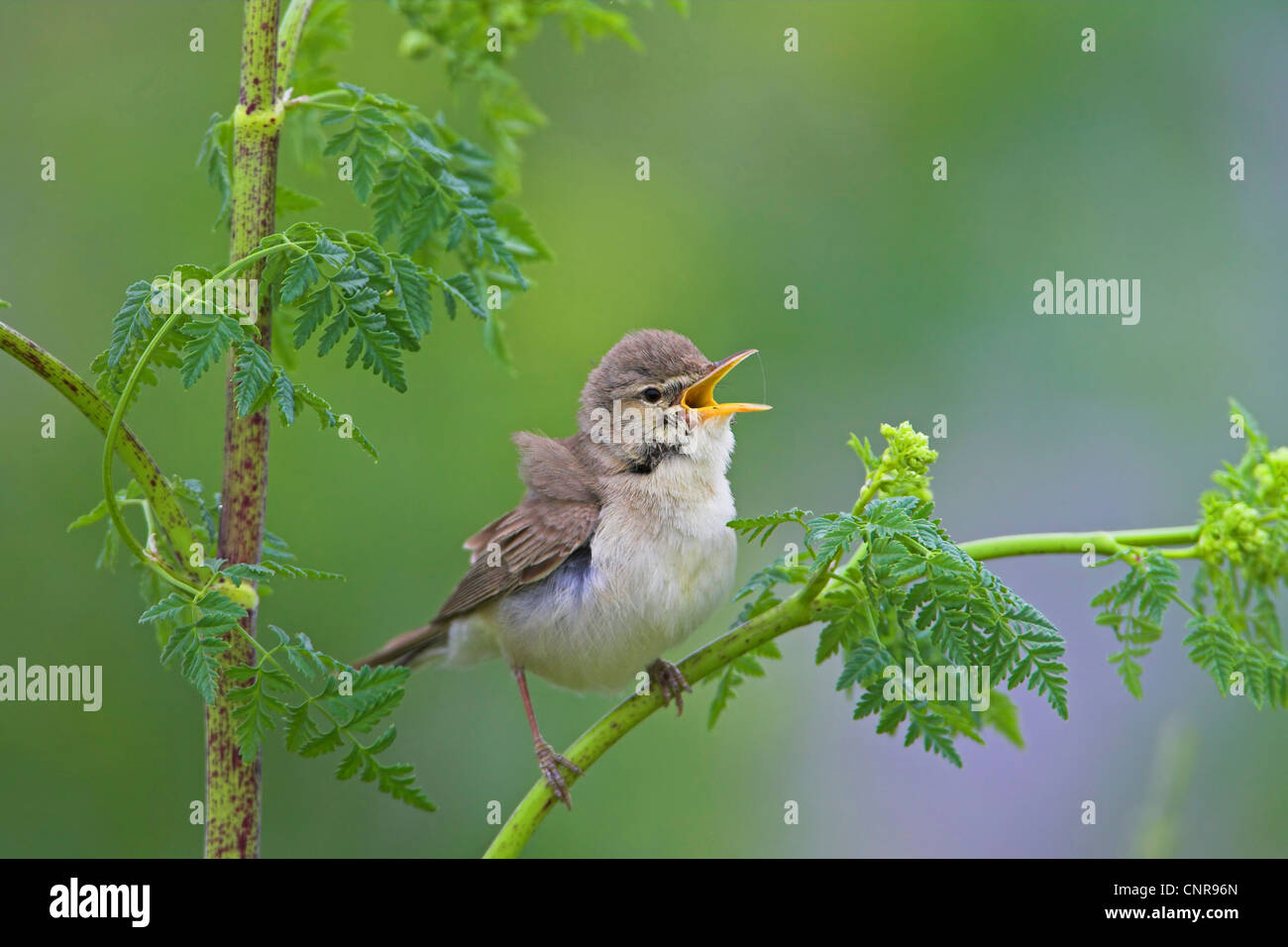 Olivaceous warbler (Hippolais pallida), sur des rameaux, Allemagne Banque D'Images