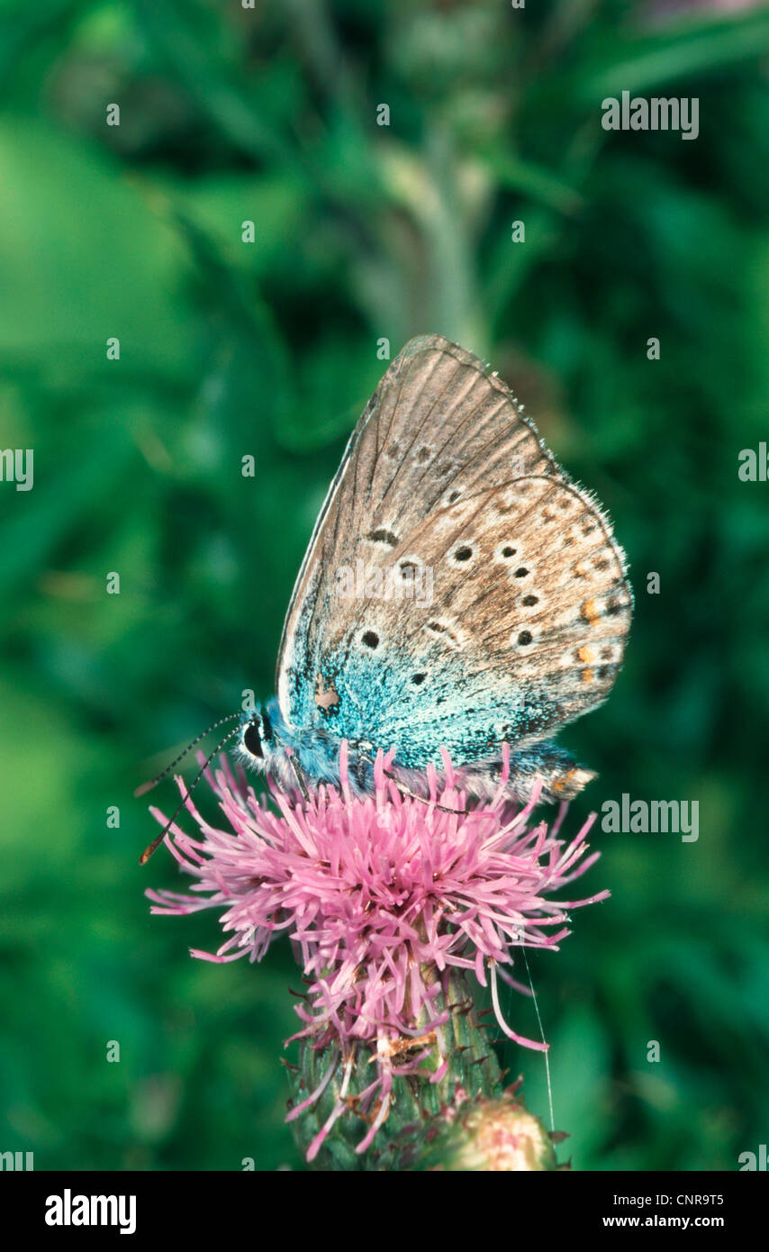 Grand bleu (Maculinea Arion), sucer sur un chardon, Allemagne Banque D'Images