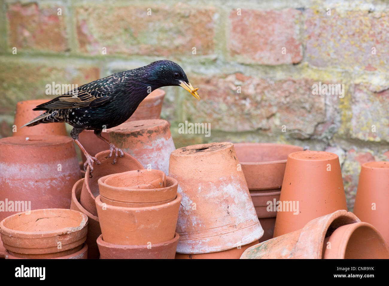 Sturnus vulgaris. Starling avec un ténébrion meunier dans son bec sur les pots de fleurs. UK Banque D'Images