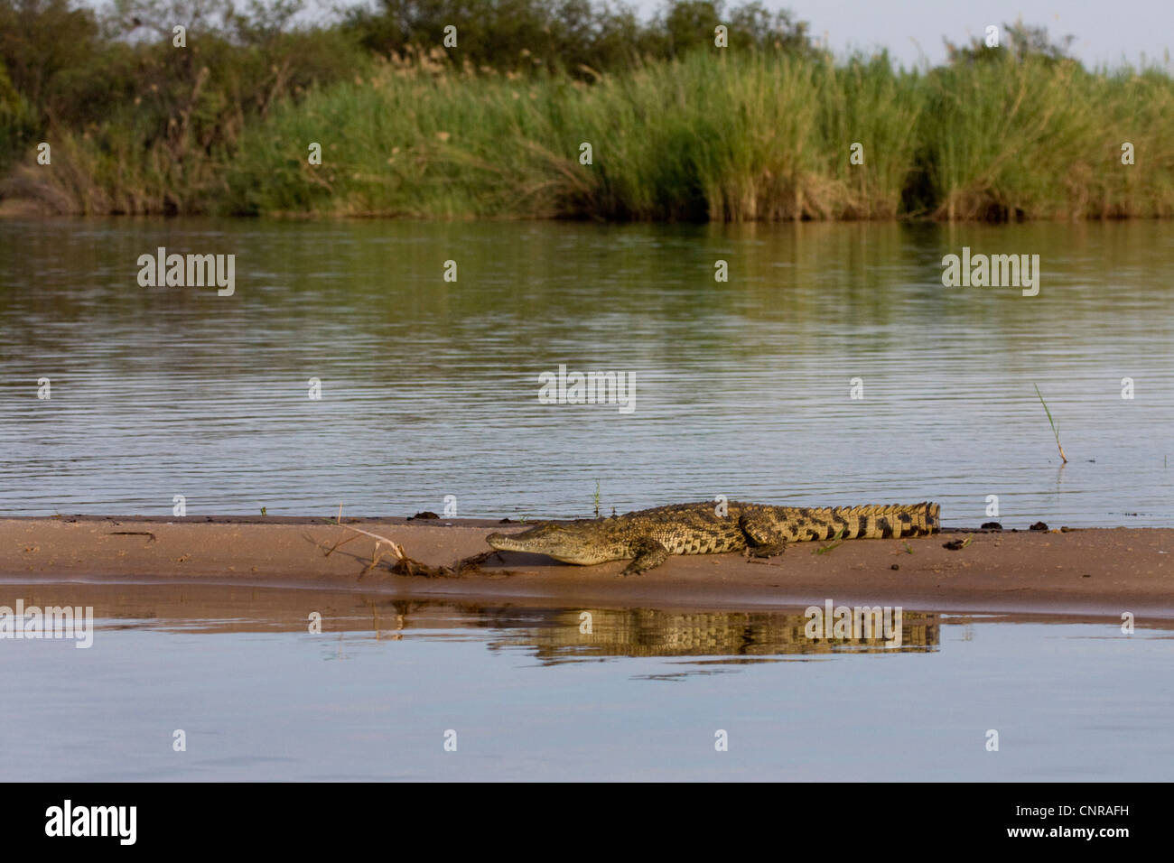 Le crocodile du Nil (Crocodylus niloticus), allongé sur un banc, Namibie, fleuve Kawango Banque D'Images