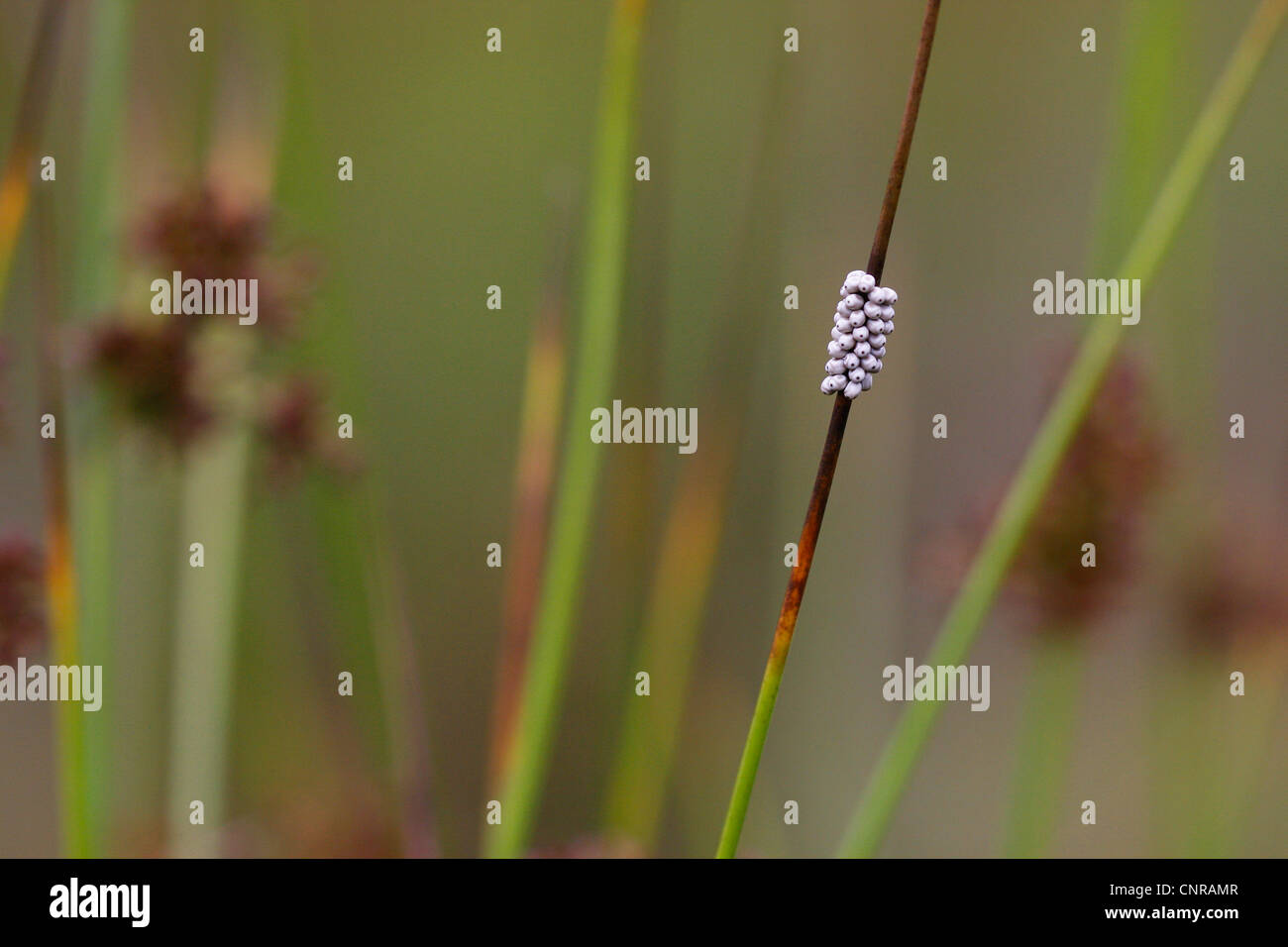 Fox Moth (Macrothylacia rubi), d'œufs, à tige, Allemagne, Rhénanie-Palatinat Banque D'Images