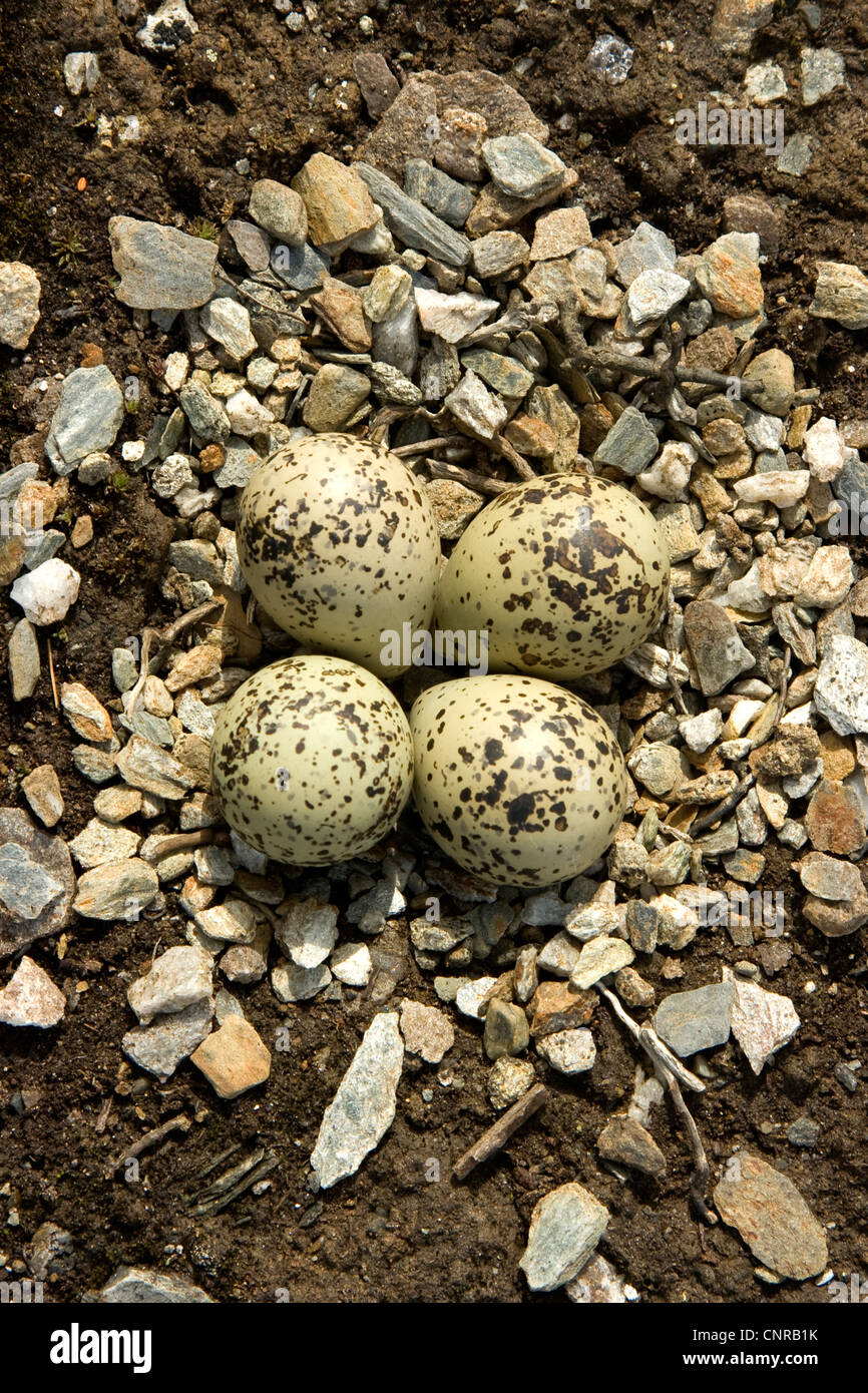 Ringed Plover (Charadrius hiaticula), nid avec des oeufs, la Norvège Banque D'Images