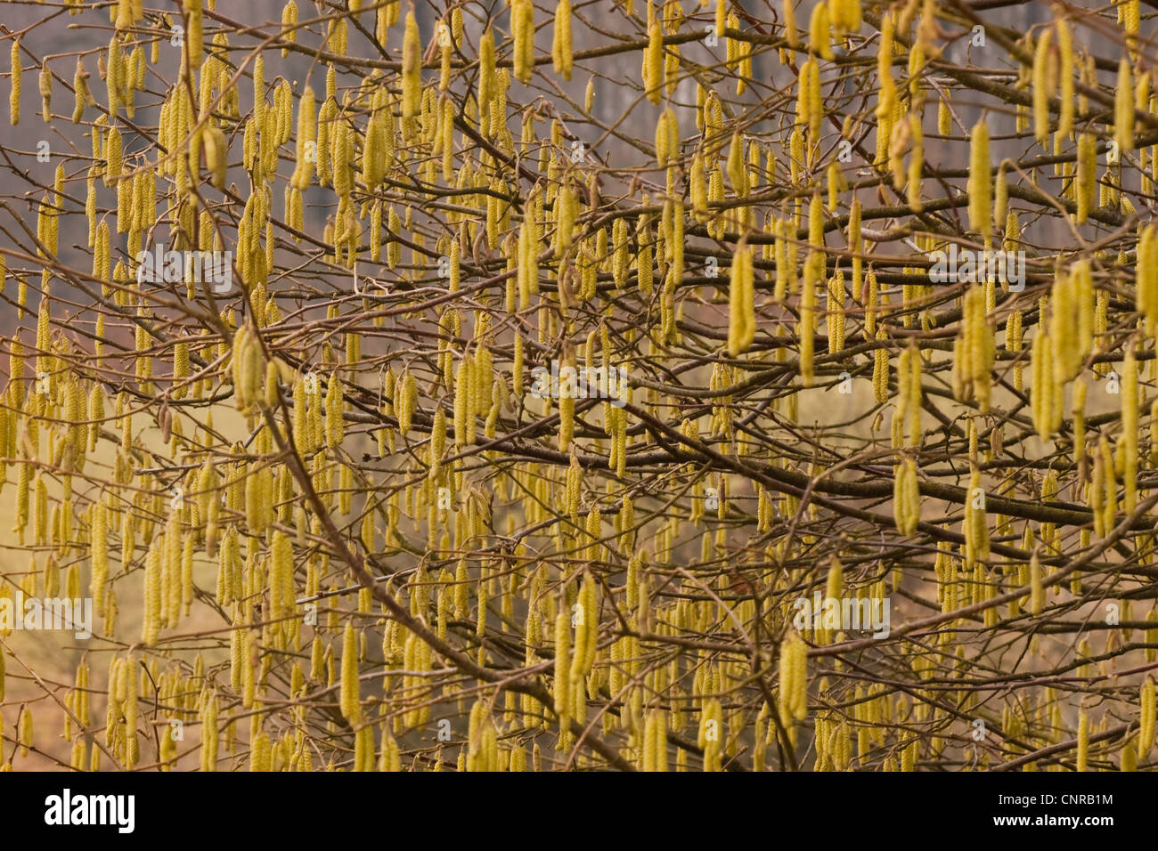 Le noisetier commun (Corylus avellana), homme d'un buisson, sur les chatons de Rhénanie-Palatinat, Allemagne Banque D'Images