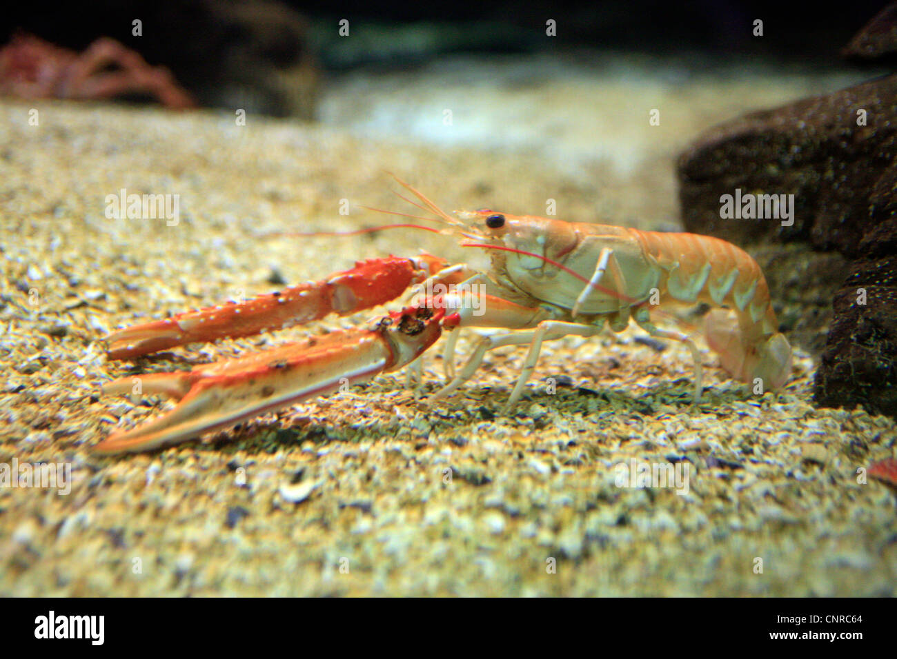 La langoustine, la Norvège griffé le homard, le homard de la baie de Dublin, Dublin Bay prawn (SCAMPI), la langoustine (Nephrops norvegicus), sur la masse, Hordaland, Bergen, Norvège Banque D'Images