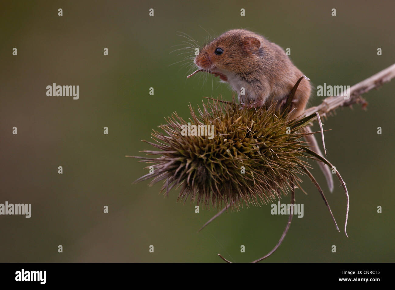 La récolte de l'Ancien Monde (souris Micromys minutus), est assis sur une infructescence cardère, Allemagne, Rhénanie-Palatinat Banque D'Images