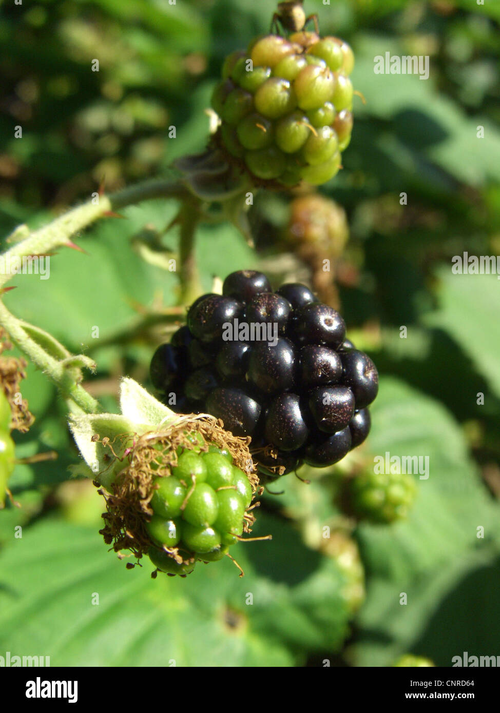 (Rubus armeniacus blackberry arménienne), de fruits, de l'Allemagne, Rhénanie du Nord-Westphalie Banque D'Images