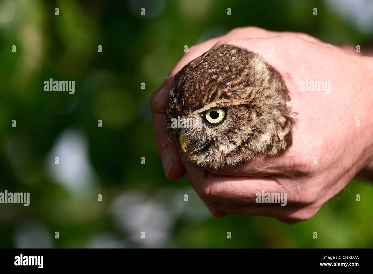 Chouette chevêche (Athene noctua), la sonnerie d'un petit hibou, Allemagne Banque D'Images