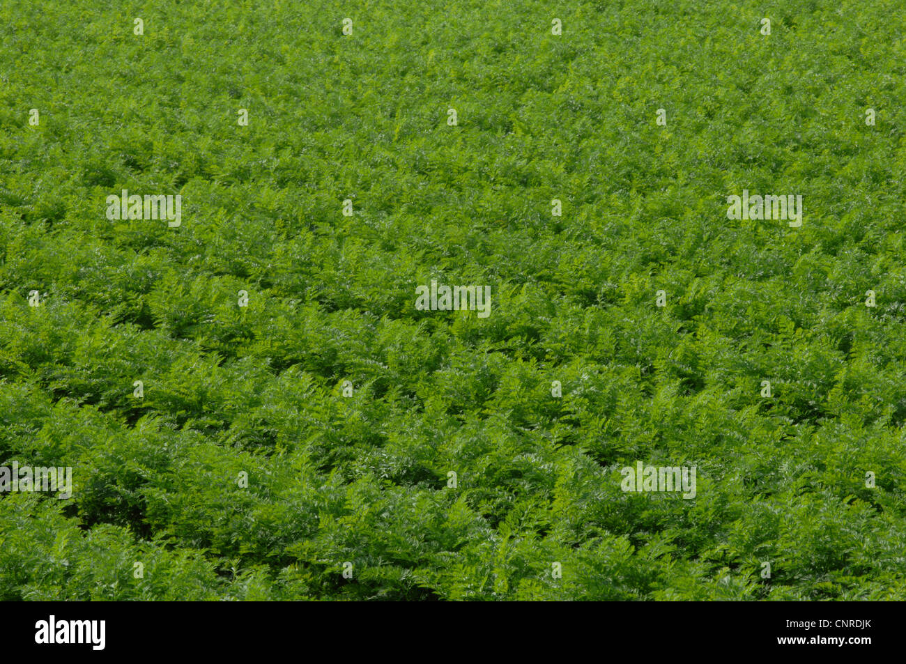 Carotte (Daucus carota subsp. sativus, Daucus carota var. sativus), en lignes, en Allemagne, en Bavière Banque D'Images