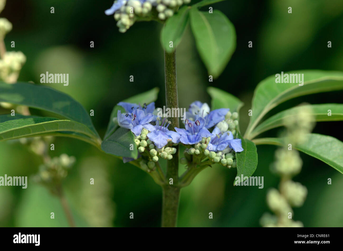 Vitex, gattilier (Vitex agnus-castus), fleurs Banque D'Images