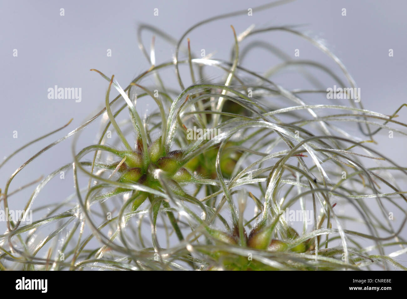 La joie des voyageurs, Old Man's Beard (Clematis vitalba), vent-dispersion des fruits Banque D'Images