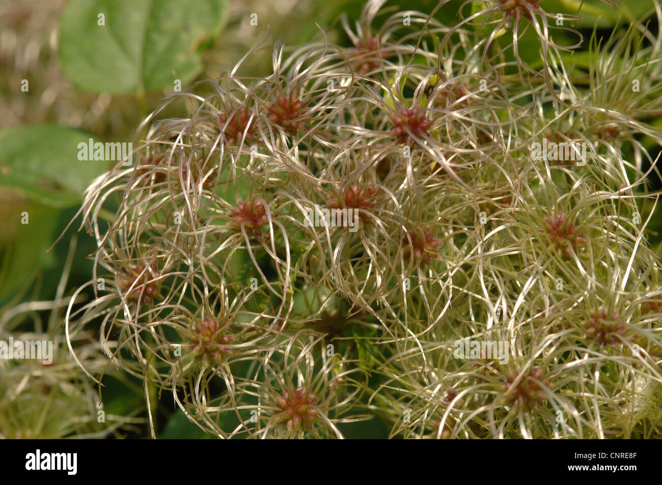 La joie des voyageurs, Old Man's Beard (Clematis vitalba), vent-dispersion des fruits Banque D'Images