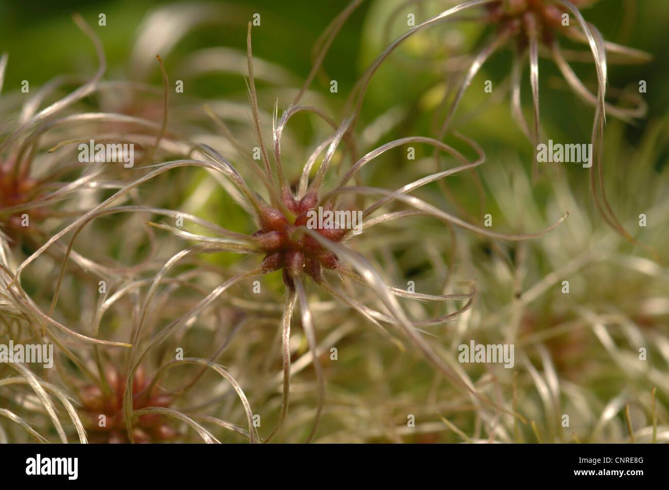 La joie des voyageurs, Old Man's Beard (Clematis vitalba), vent-dispersion des fruits Banque D'Images