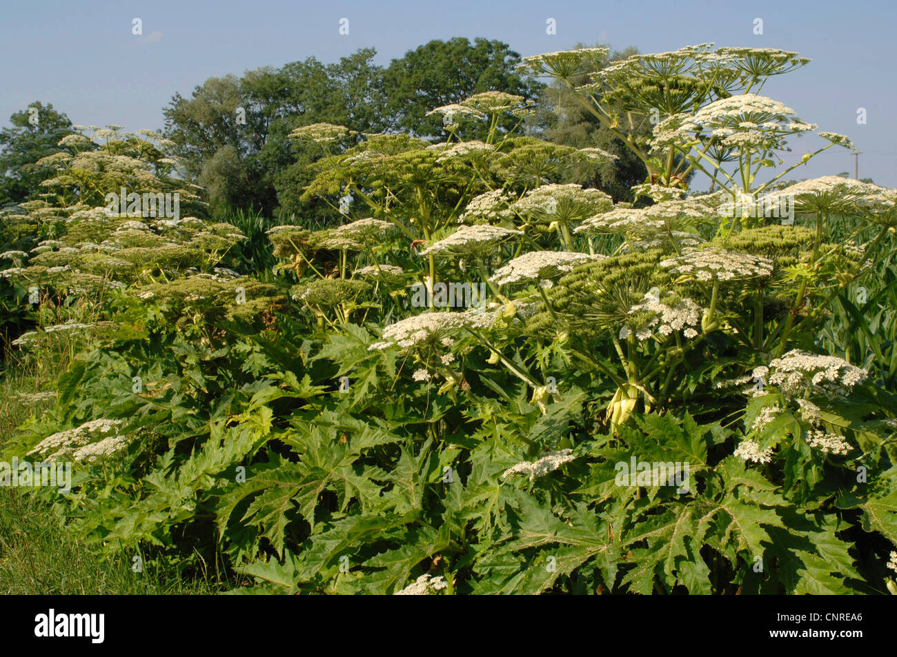 La berce du Caucase (Heracleum mantegazzianum), la floraison, l'Allemagne, la Bavière Banque D'Images