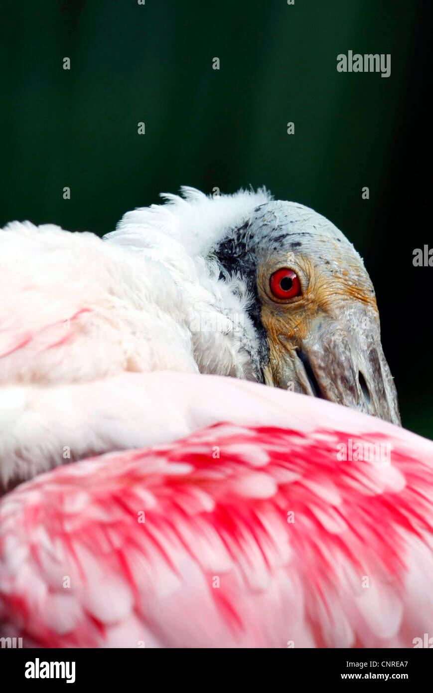 Roseate spoonbill (Ajaia ajaia), demi-longueur portrait Banque D'Images