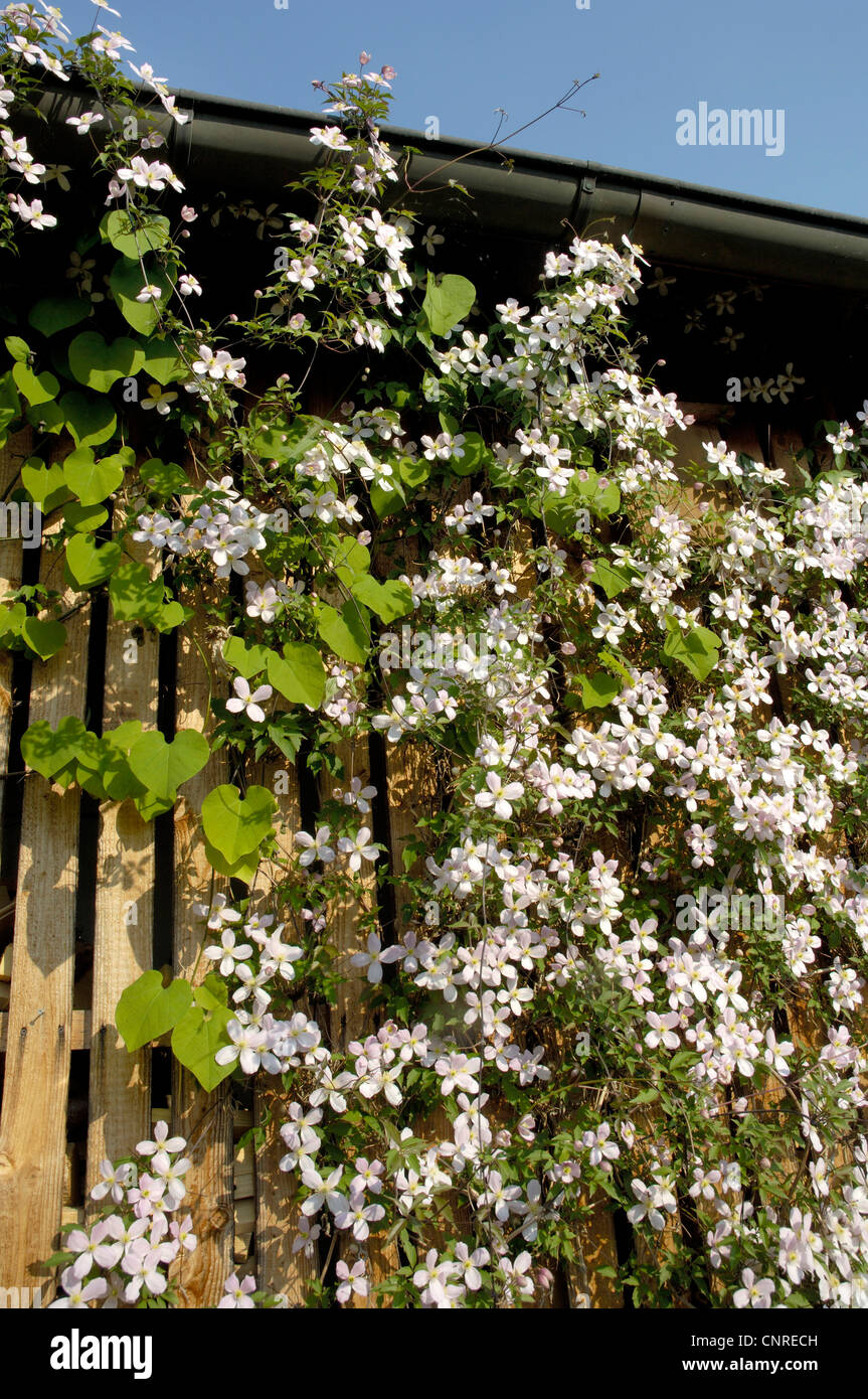 Clématites, de vierges-bower Clematis (spec.), blooming Banque D'Images