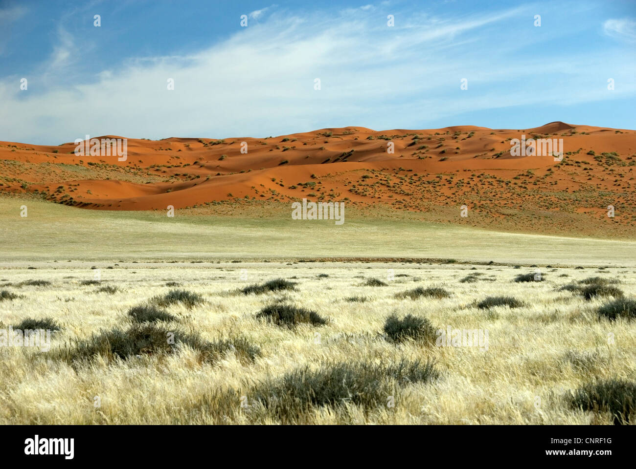Red dunes dans le désert, Namibie, D707 Banque D'Images