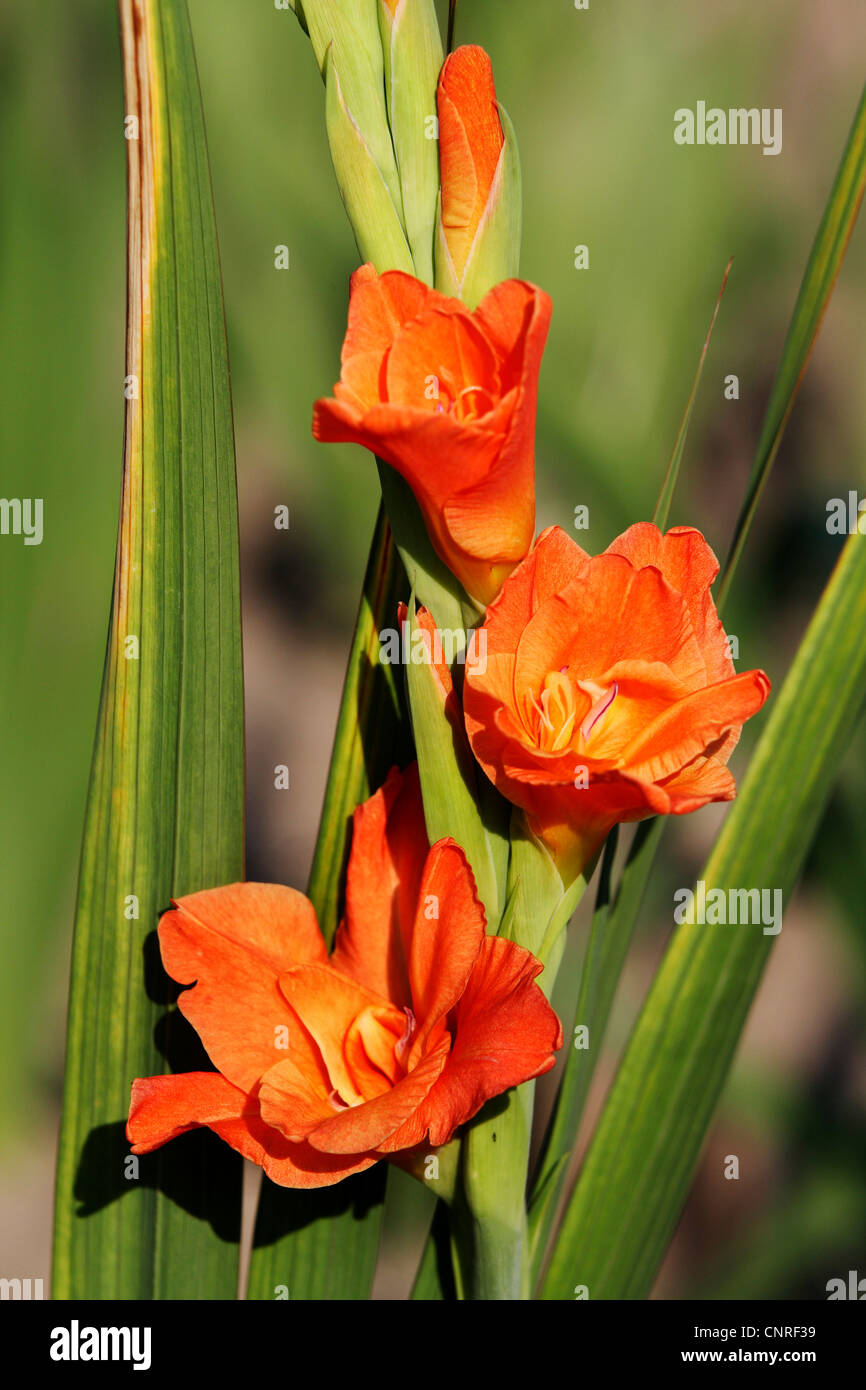 Glaïeul (Gladiolus spec.), blooming Banque D'Images