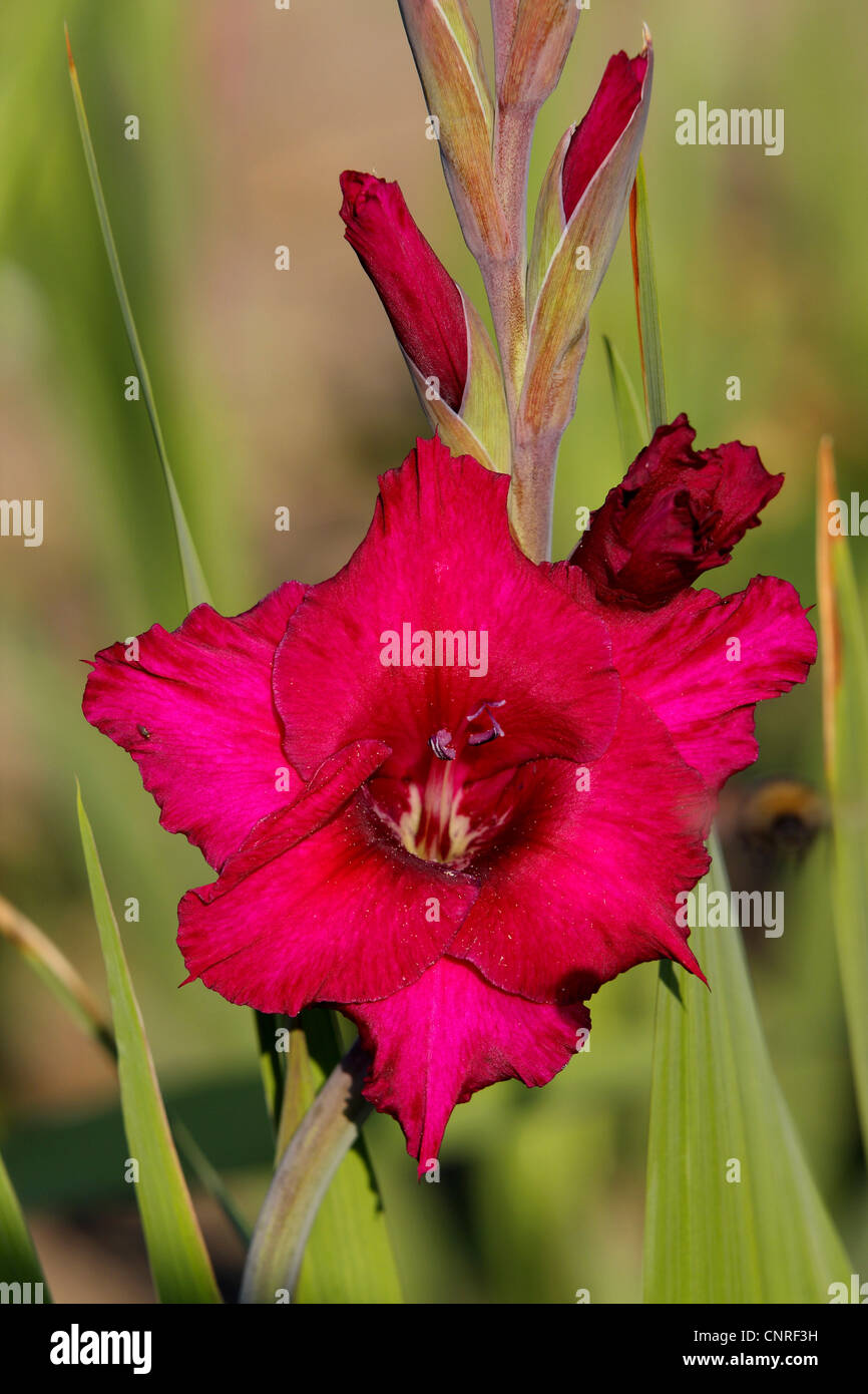 Glaïeul (Gladiolus spec.), fleur Banque D'Images