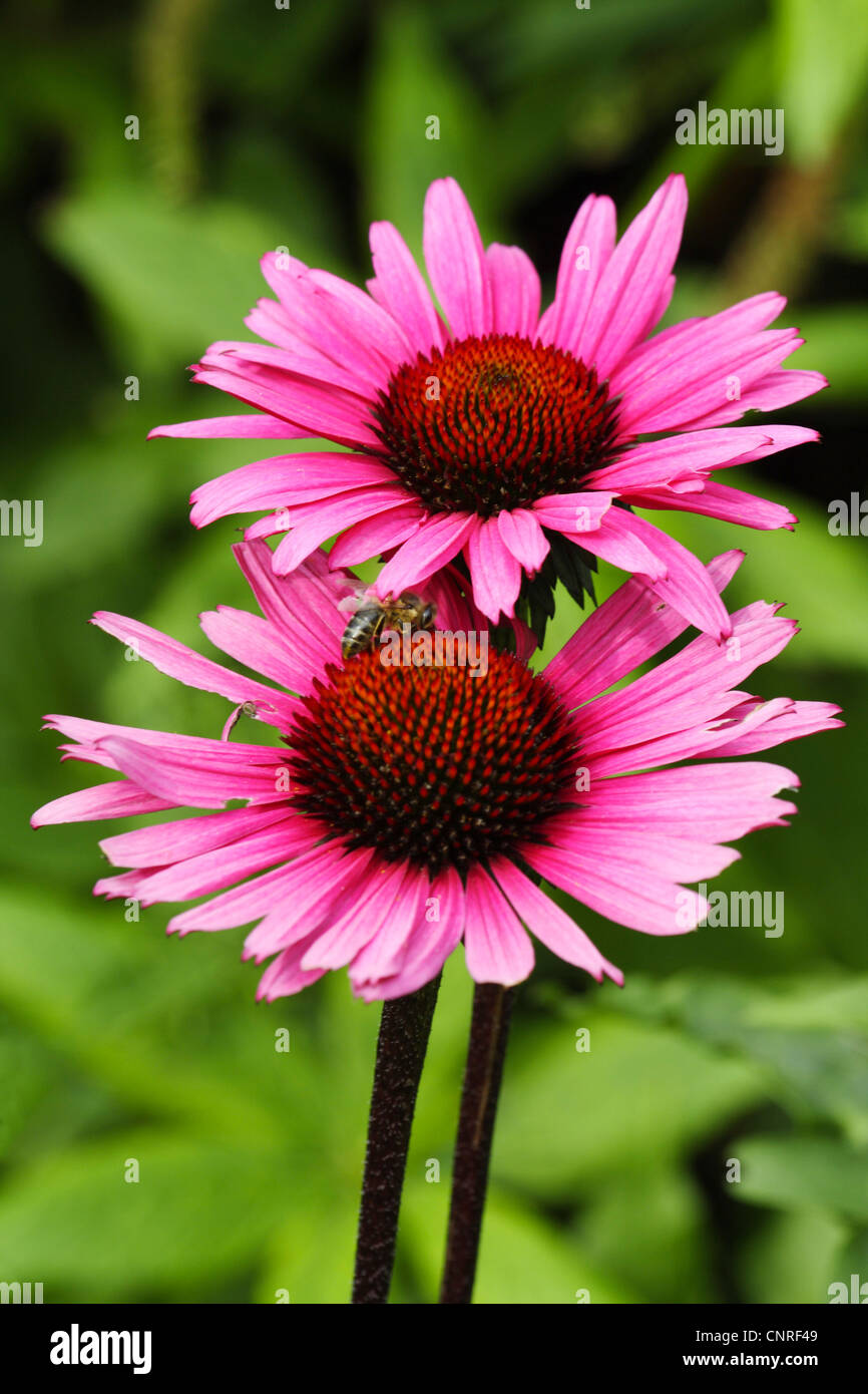 L'Est de l'échinacée (Echinacea purpurea), blooming Banque D'Images