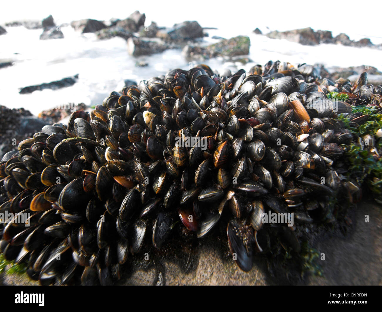 Moules à la mer du nord à Banque de photographies et d’images à haute — free download