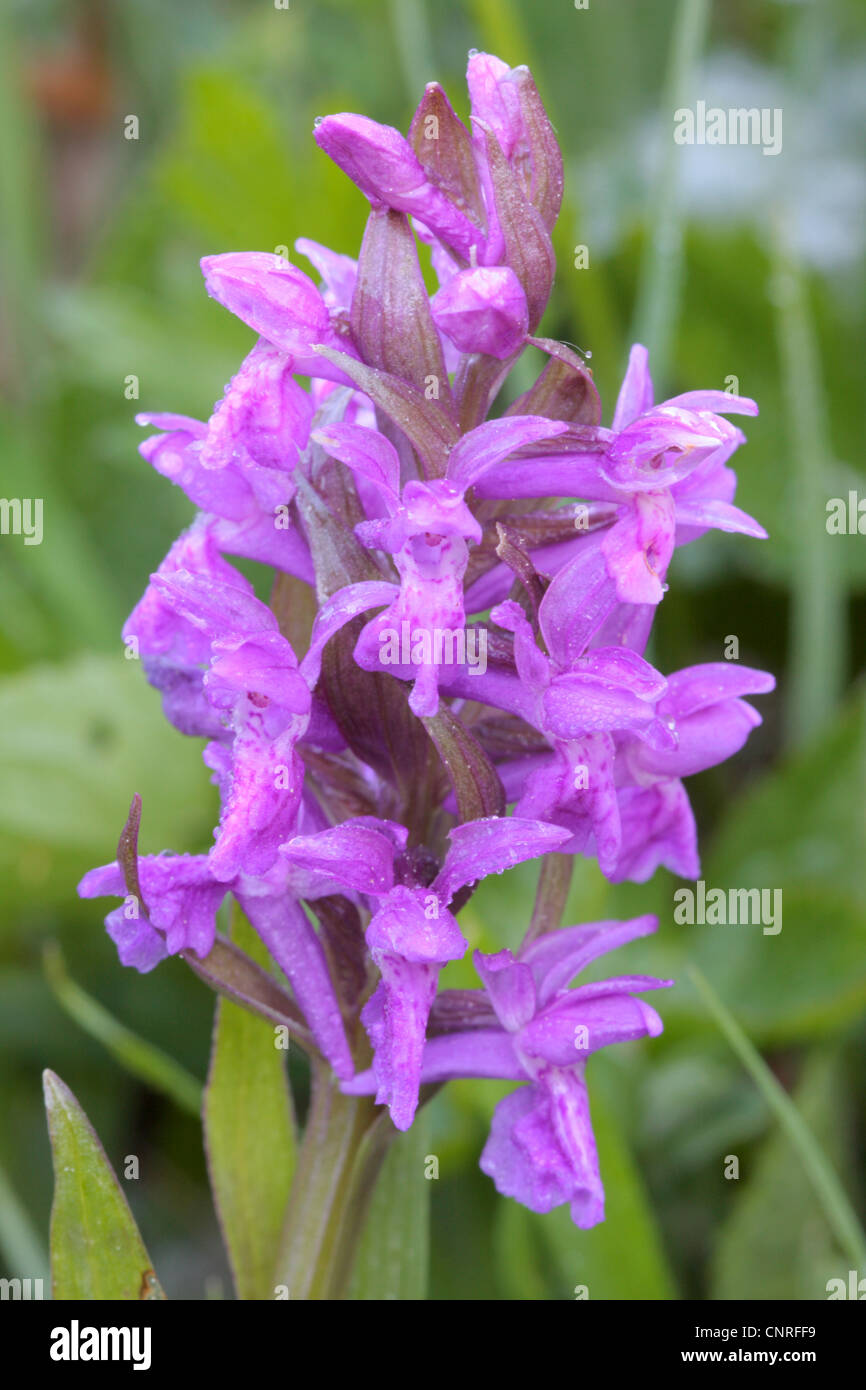 Marais de l'ouest de l'ouest (Dactylorhiza majalis), inflorescence, Germany Banque D'Images