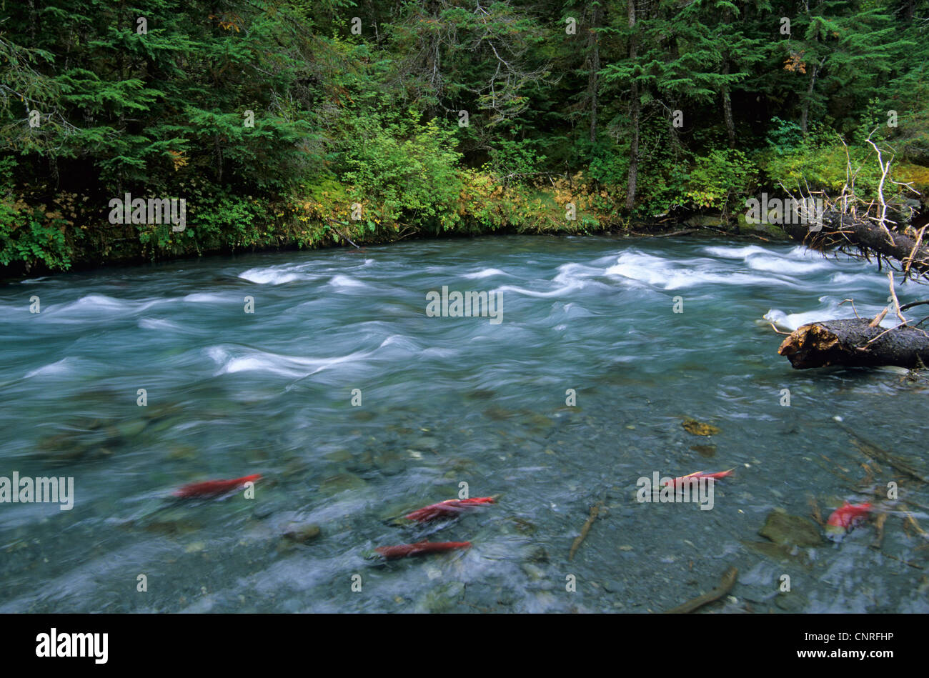 Le saumon rouge, le saumon rouge, le saumon rouge, bleu (Oncorhynchus nerka), sur la migration des poissons dans une rivière, USA, Alaska, Kenai Banque D'Images