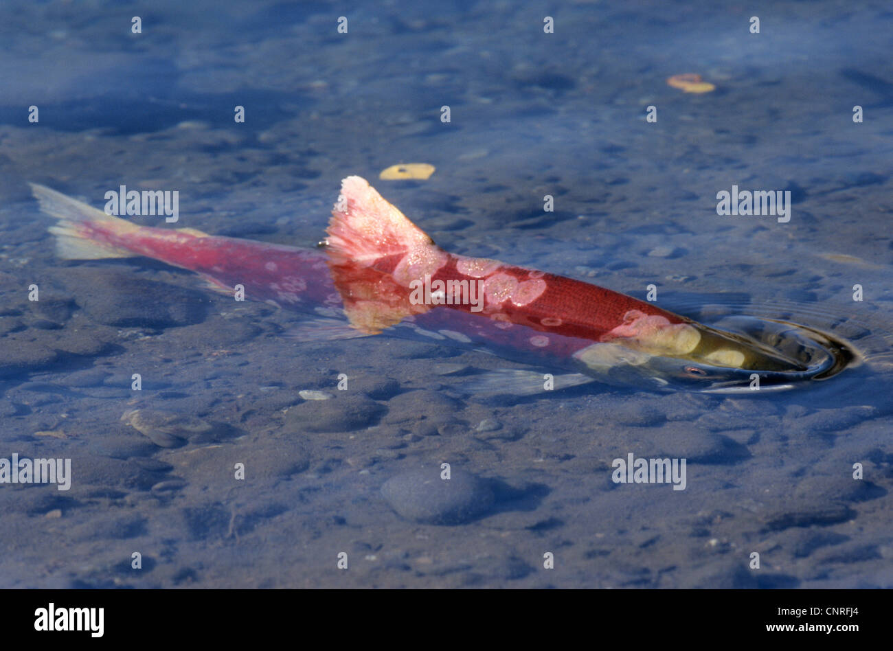 Le saumon rouge, le saumon rouge, le saumon rouge, bleu (Oncorhynchus nerka), seule personne dans l'eau peu profonde, USA, Alaska, Kenai Banque D'Images