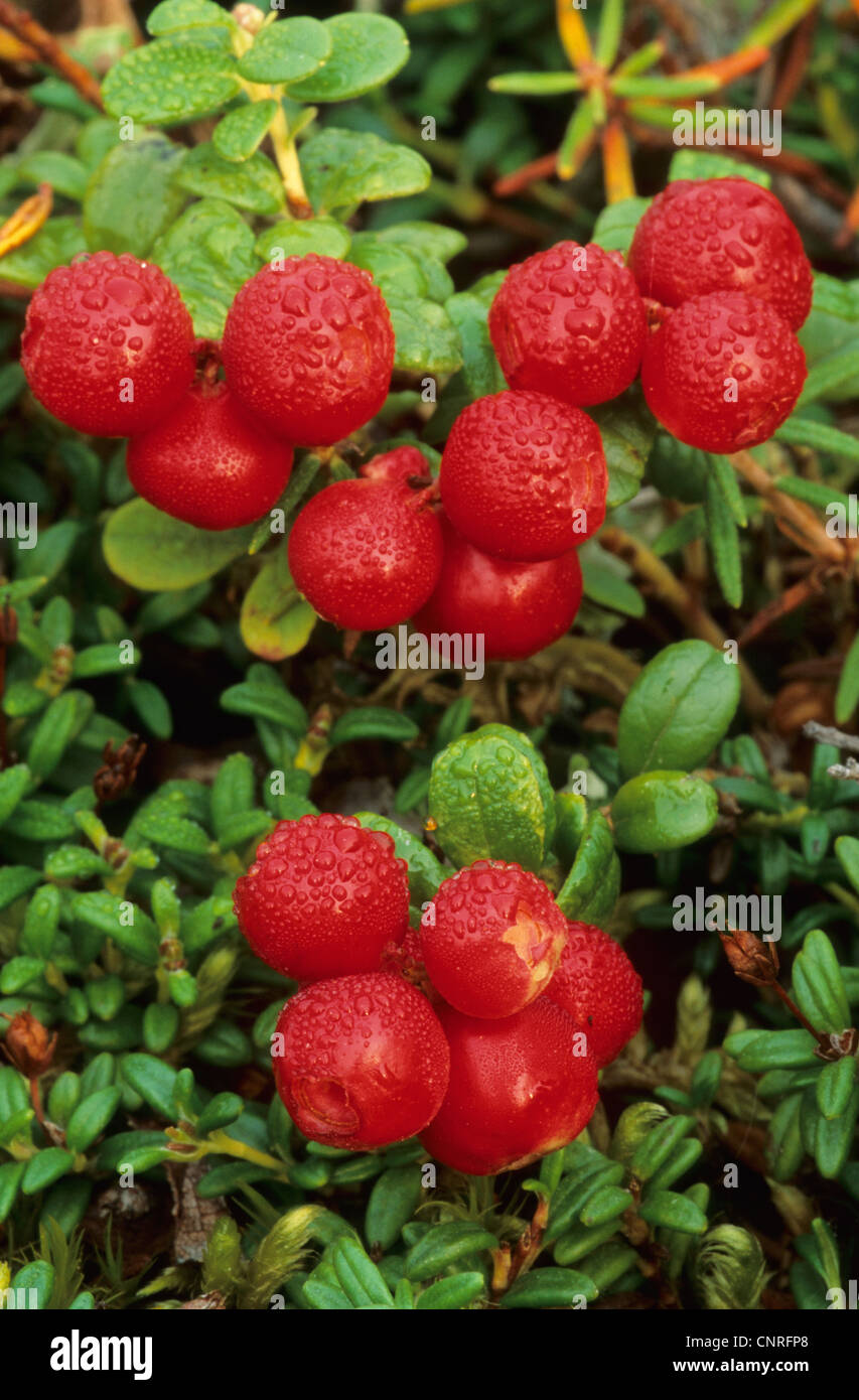 Airelle rouge, foxberry, airelle rouge, de l'airelle (Vaccinium vitis-idaea), des baies avec des gouttes, USA, Alaska, Denali Nationalpark Banque D'Images