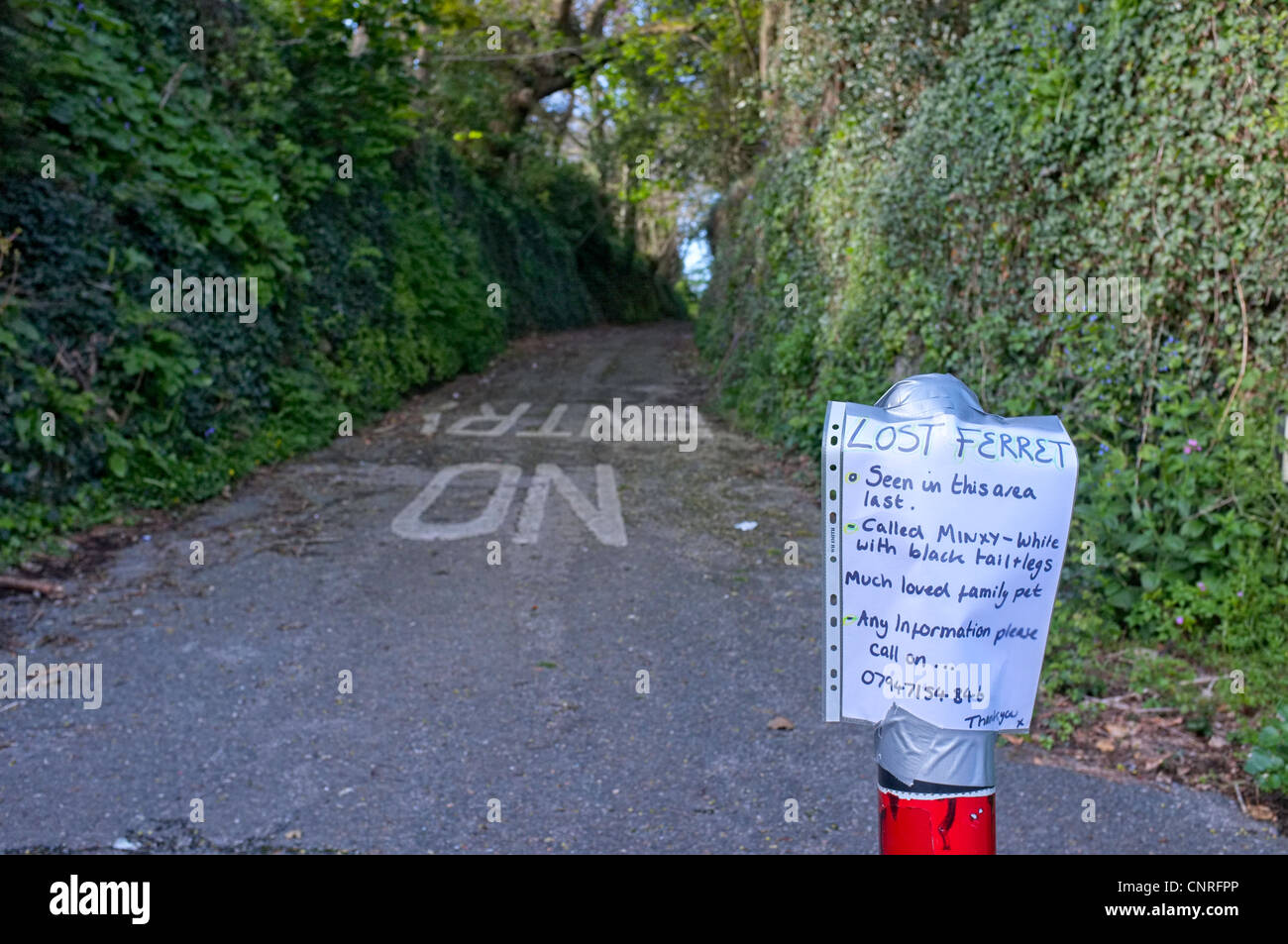 Un signe pour demander un choix de l'emplacement d'un furet perdu Banque D'Images