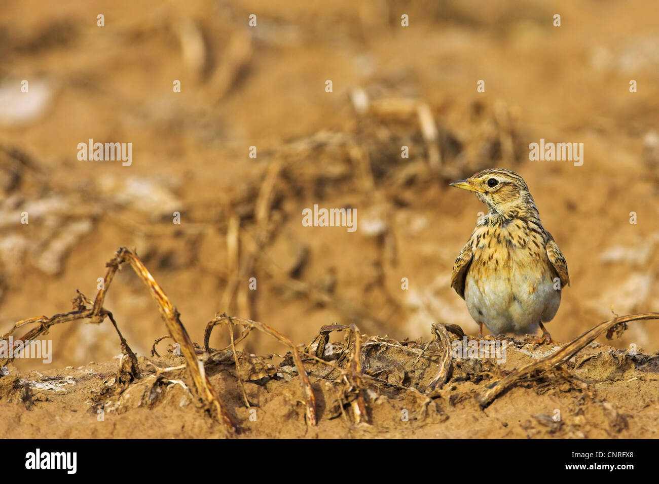 Alouette eurasienne (Alauda arvensis), sur champ d'hiver, l'Allemagne, Rhénanie-Palatinat Banque D'Images