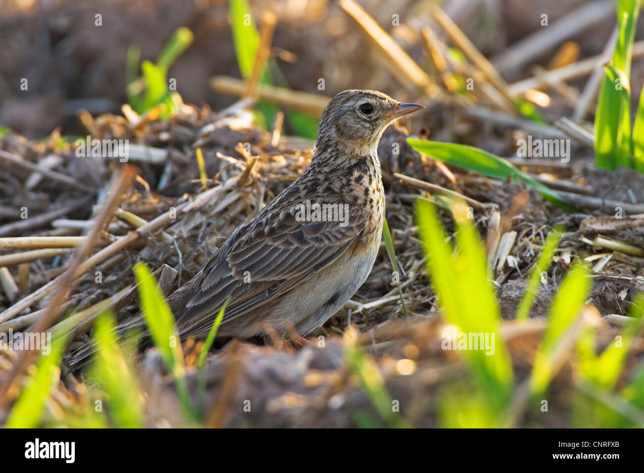 Alouette eurasienne (Alauda arvensis), sur terrain, l'Allemagne, Rhénanie-Palatinat Banque D'Images