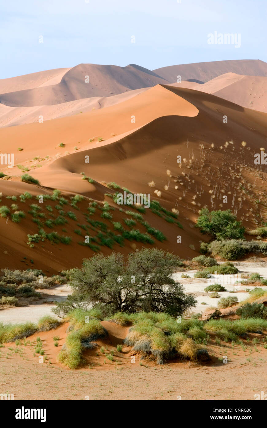 Désert du Namib dunes de Sossusvlei ;, le sel-, Namibie Banque D'Images