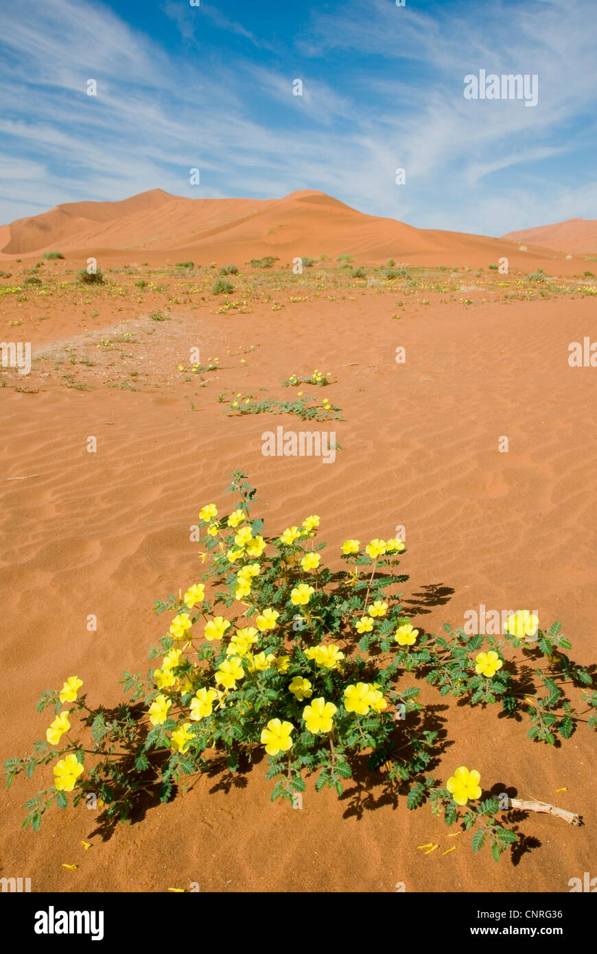 Devil's thorn (Tribulus zeyheri), Désert du Namib, fleurs jaunes dans les dunes de Sossusvlei, Namibie Banque D'Images