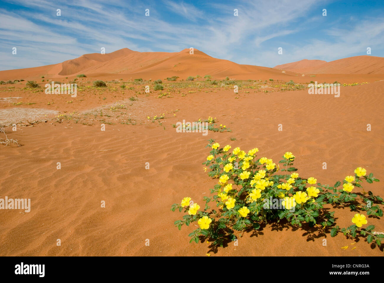 Devil's thorn (Tribulus zeyheri), Désert du Namib, fleurs jaunes dans les dunes de Sossusvlei, Namibie Banque D'Images