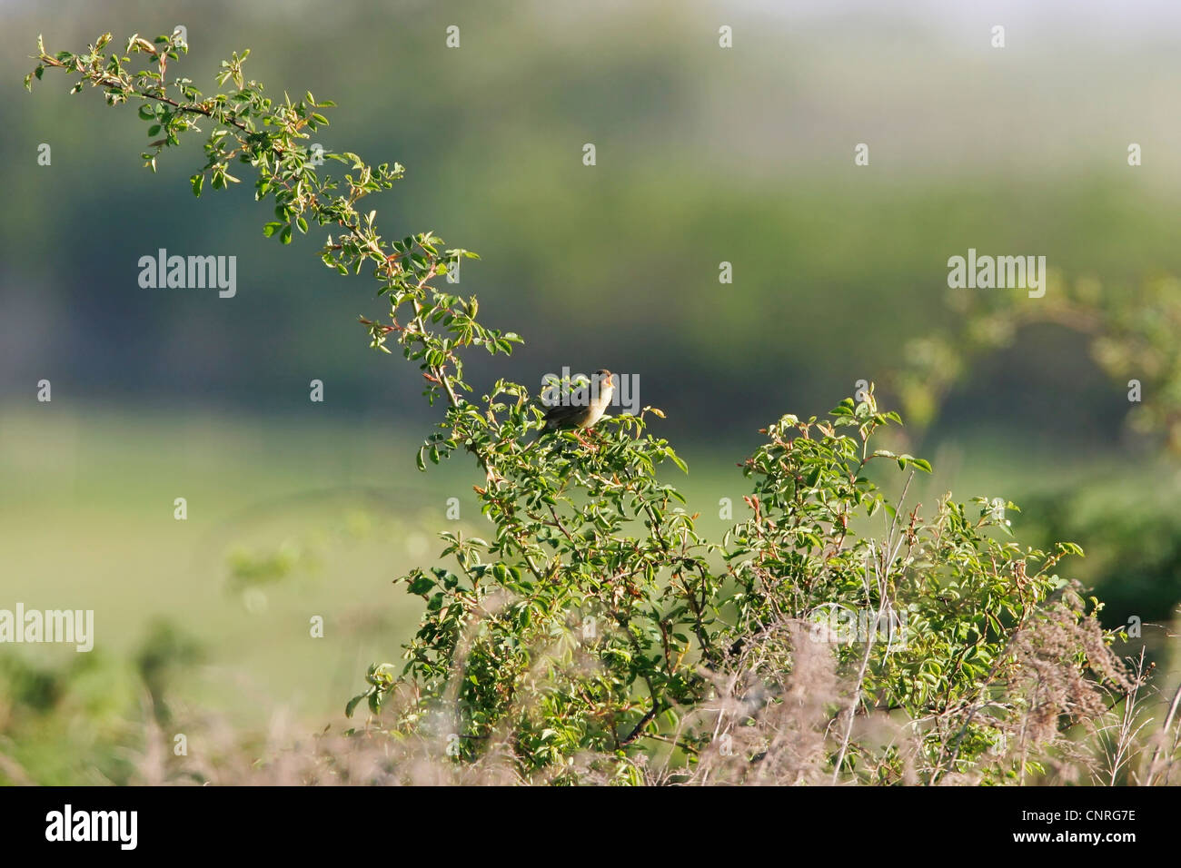 Locustella naevia grasshopper warbler (), chant, Allemagne, Rhénanie-Palatinat Banque D'Images