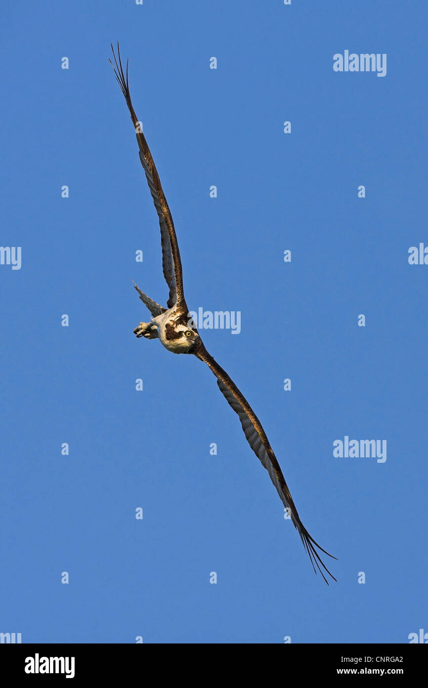 Osprey, le poisson hawk (Pandion haliaetus), voler, USA, Floride, le Parc National des Everglades Banque D'Images