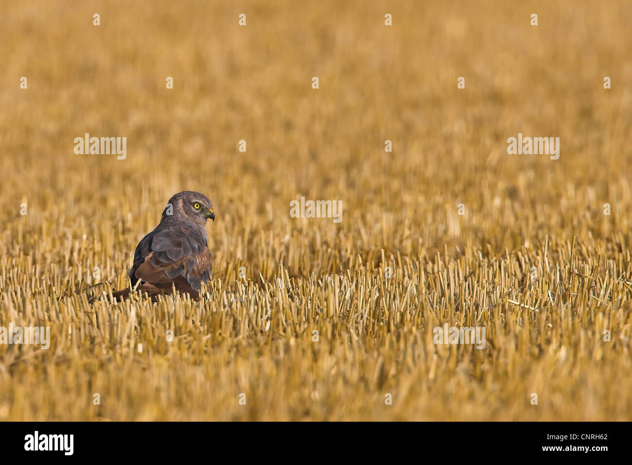 Montague's busard Saint-Martin (Circus pygargus), assis sur un champ de chaume, Europe Banque D'Images