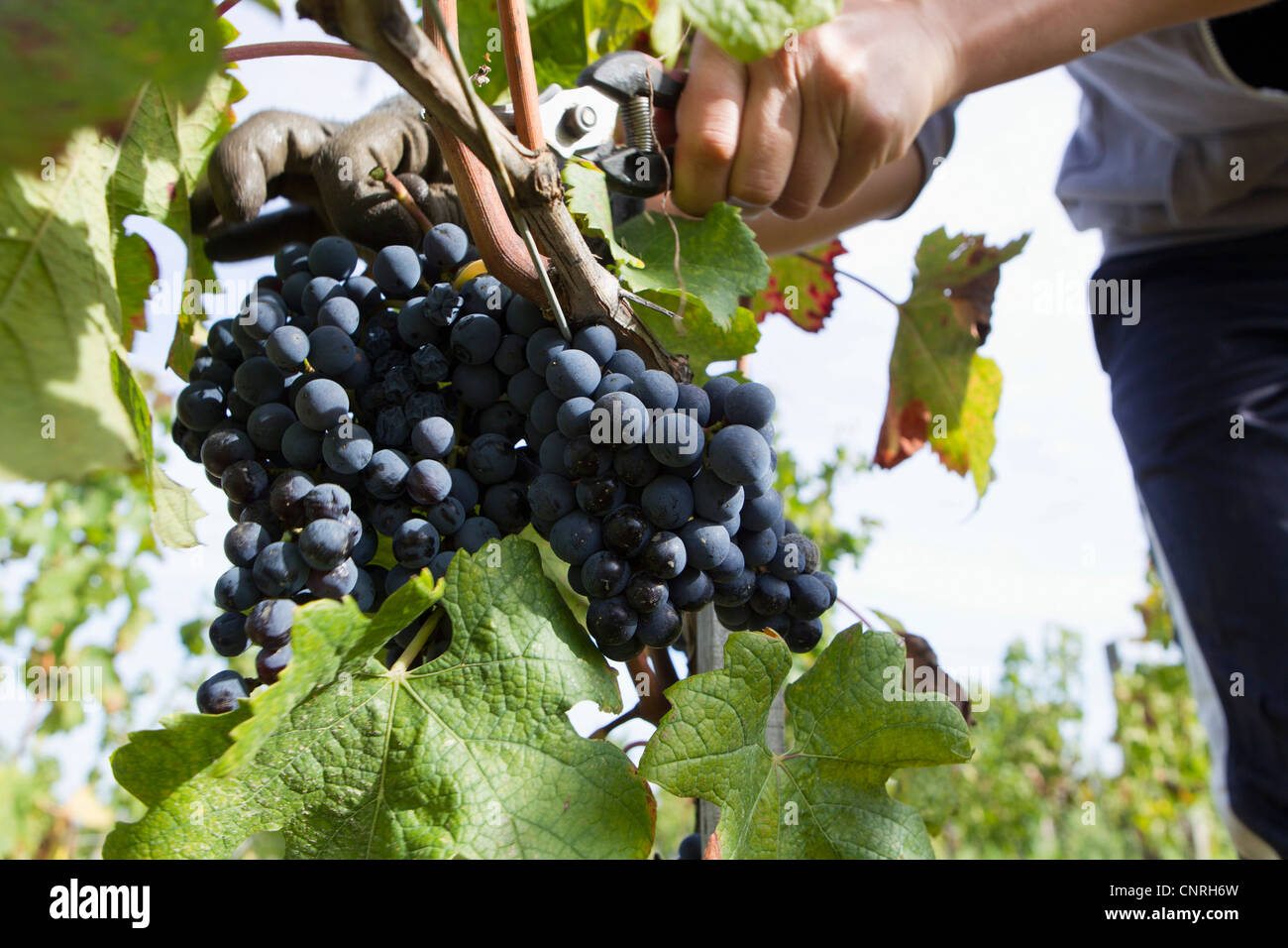 La récolte des raisins, cropped travailleur Banque D'Images