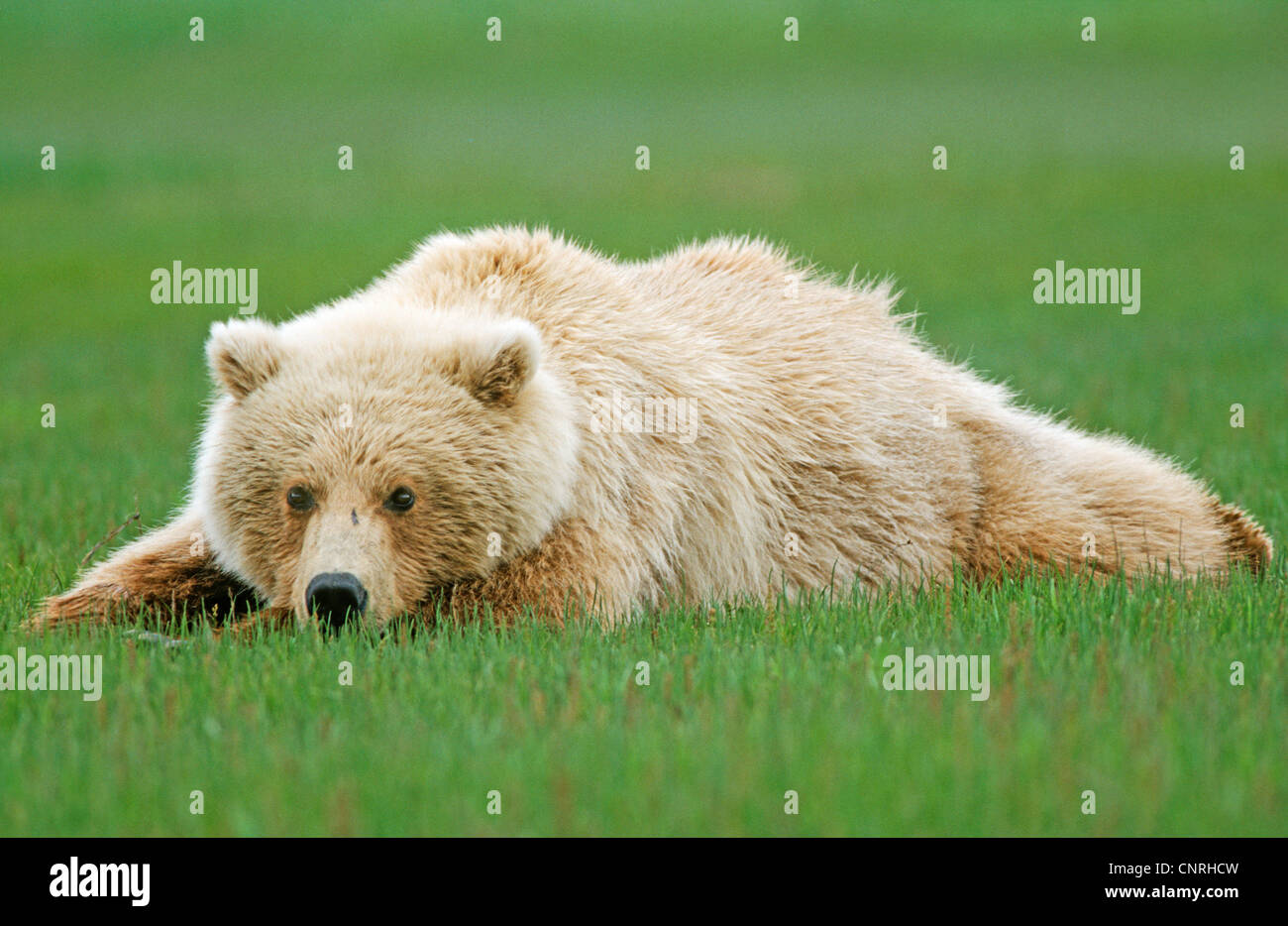 Ours brun, l'ours grizzli (Ursus arctos horribilis), pup lys sur un pré, USA, Alaska, Denali Nationalpark Banque D'Images