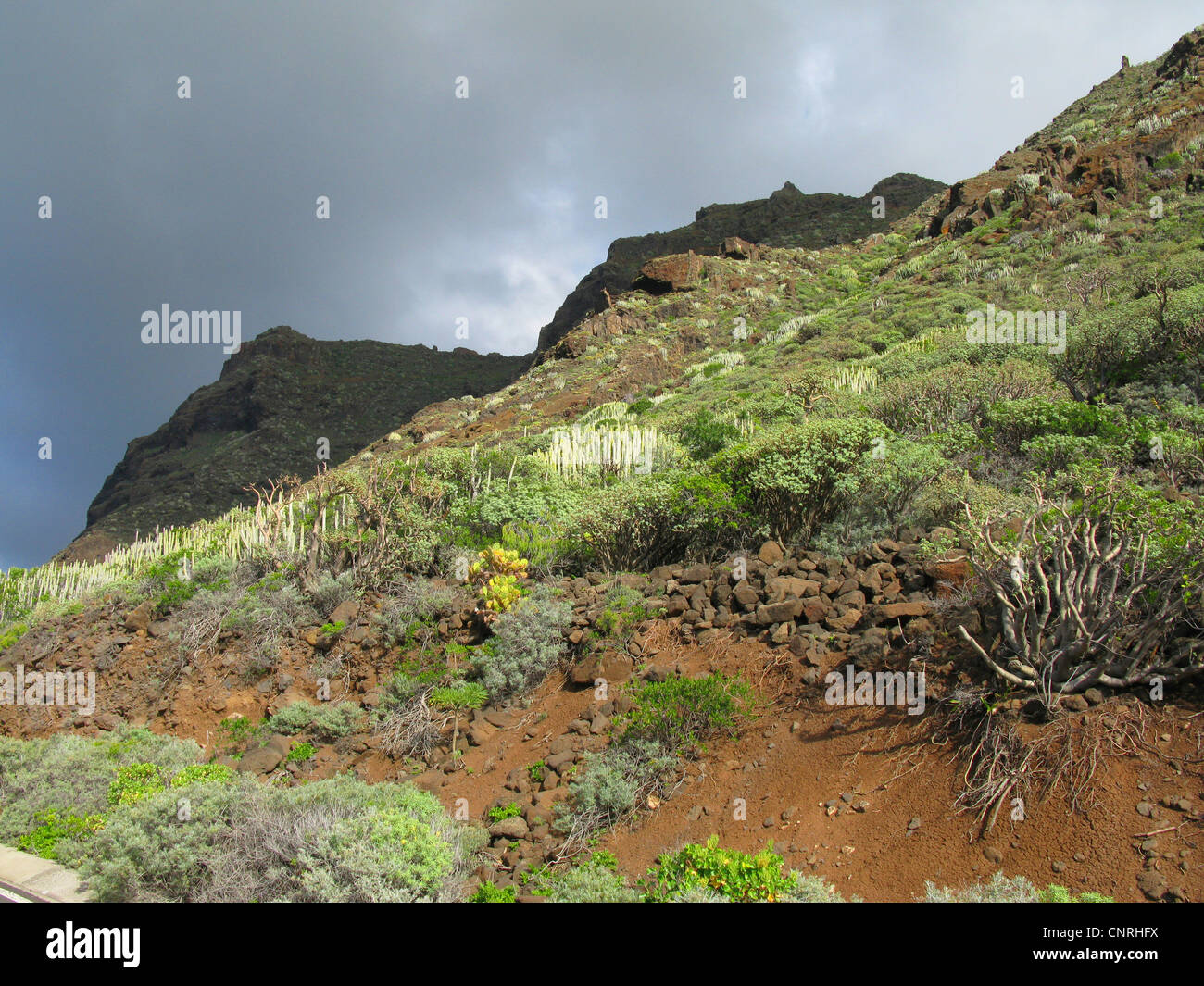 La végétation arbustive succulentes dans le nord-ouest au climat orageux, Iles Canaries, Tenerife, Faro de Tano Banque D'Images