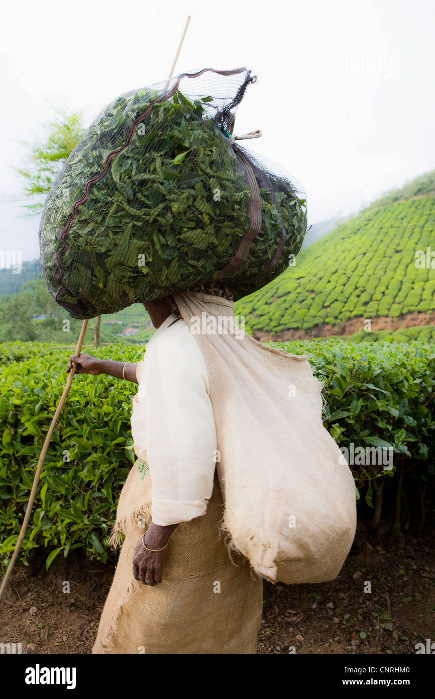 L'Inde, l'exploitation des travailleurs les feuilles de thé, sac de transport sur la tête Banque D'Images