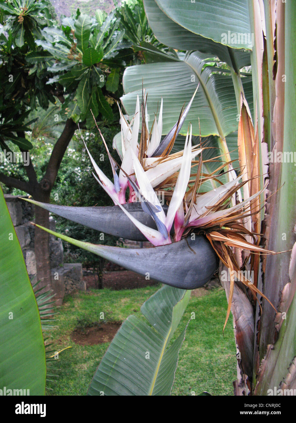 Oiseau de paradis (Strelitzia nicolai), des fleurs, des plantes  ornementales en provenance d'Afrique du Sud Photo Stock - Alamy