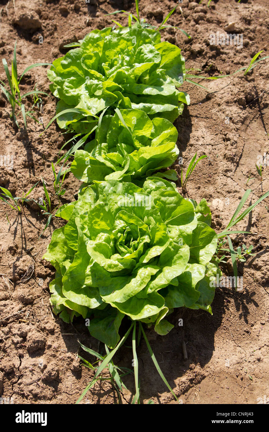 La laitue growing in field Banque D'Images