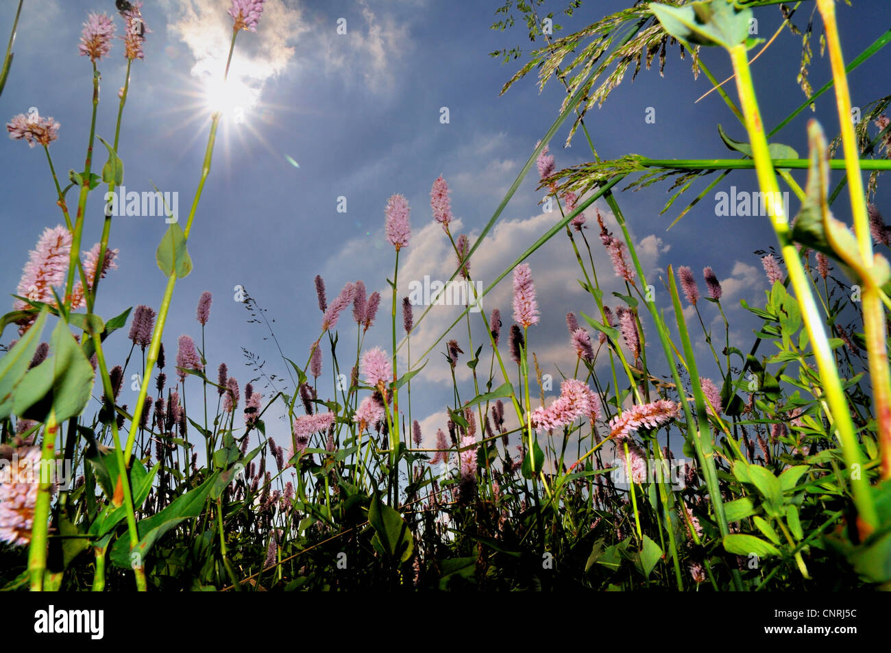 La bistorte commun, meadow Renouée bistorte (Polygonum bistorta, Bistorta majeur), dans flower meadow contre blue cloudy sky, Allemagne Banque D'Images