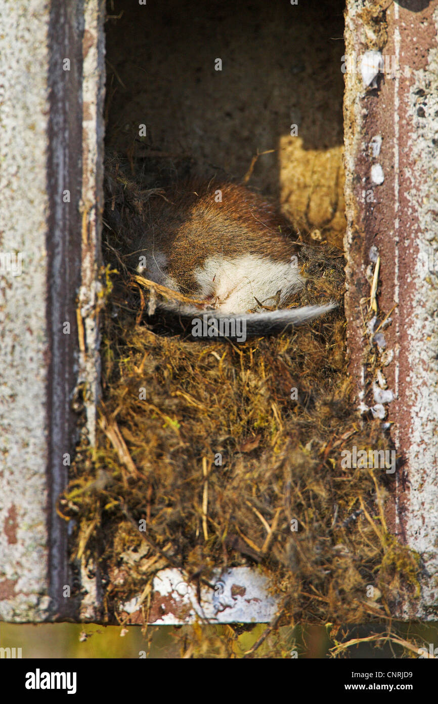 Jardin loir (Eliomys quercinus), dans un nichoir, Allemagne, Rhénanie-Palatinat Banque D'Images