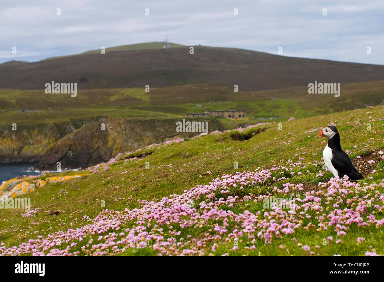 Macareux moine, Fratercula arctica Macareux moine (commune), avec l'Armeria, dans l'arrière-plan l'observatoire d'oiseaux de Fair Isle, Royaume-Uni, Ecosse, îles Shetland, Fair Isle Banque D'Images